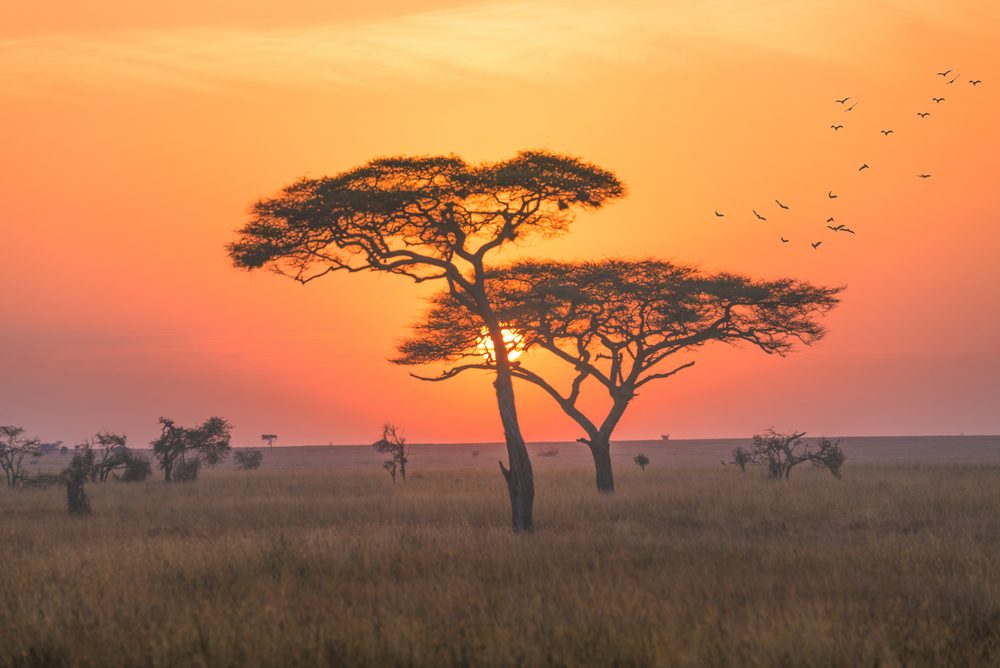 Serengeti National Park (Official GANP Park Page)